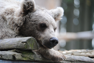 Les jeunes ours du zoo partent pour Hamerton, Royaume Uni - Zoo de Servion, janvier 2020. Reportage de Dany Schaer, journaliste photographe
