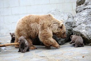 Les jeunes ours du zoo partent pour Hamerton, Royaume Uni - Zoo de Servion, janvier 2020. Reportage de Dany Schaer, journaliste photographe