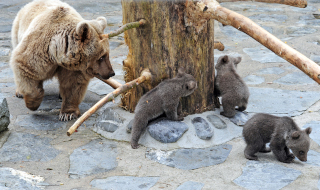 Les jeunes ours du zoo partent pour Hamerton, Royaume Uni - Zoo de Servion, janvier 2020. Reportage de Dany Schaer, journaliste photographe