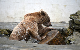 Les jeunes ours du zoo partent pour Hamerton, Royaume Uni - Zoo de Servion, janvier 2020. Reportage de Dany Schaer, journaliste photographe