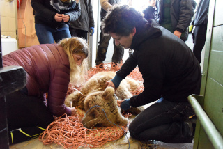 Les jeunes ours du zoo partent pour Hamerton, Royaume Uni - Zoo de Servion, janvier 2020. Reportage de Dany Schaer, journaliste photographe