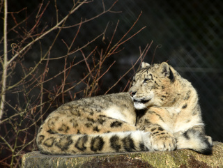 Alta, panthre des neiges, nous a quitt - Zoo de Servion - 25 fvrier 2021 - Reportage de Dany Schaer, journaliste photographe