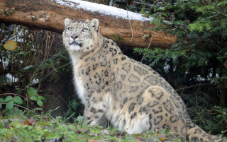 Alta, panthre des neiges, nous a quitt - Zoo de Servion - 25 fvrier 2021 - Reportage de Dany Schaer, journaliste photographe