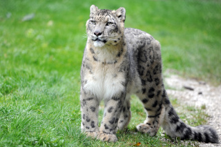 Alta, panthre des neiges, nous a quitt - Zoo de Servion - 25 fvrier 2021 - Reportage de Dany Schaer, journaliste photographe