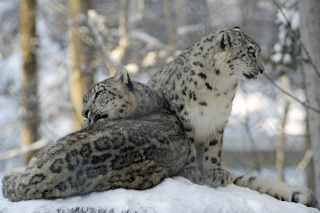 Alta, panthre des neiges, nous a quitt - Zoo de Servion - 25 fvrier 2021 - Reportage de Dany Schaer, journaliste photographe