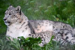 Alta, panthre des neiges, nous a quitt - Zoo de Servion - 25 fvrier 2021 - Reportage de Dany Schaer, journaliste photographe
