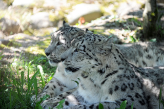 Alta, panthre des neiges, nous a quitt - Zoo de Servion - 25 fvrier 2021 - Reportage de Dany Schaer, journaliste photographe