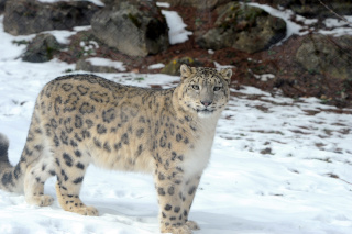 Alta, panthre des neiges, nous a quitt - Zoo de Servion - 25 fvrier 2021 - Reportage de Dany Schaer, journaliste photographe