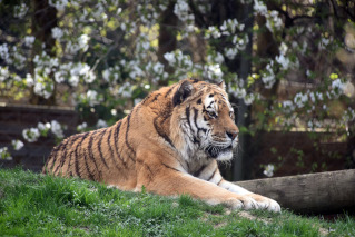 Oural sen est all - Tigre de Sibrie du Zoo de Servion, le 18 novembre 2021. Reportage de Dany Schaer, journaliste photographe