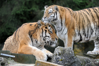 Oural sen est all - Tigre de Sibrie du Zoo de Servion, le 18 novembre 2021. Reportage de Dany Schaer, journaliste photographe