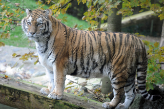 Oural sen est all - Tigre de Sibrie du Zoo de Servion, le 18 novembre 2021. Reportage de Dany Schaer, journaliste photographe