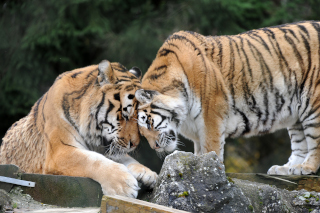 Oural sen est all - Tigre de Sibrie du Zoo de Servion, le 18 novembre 2021. Reportage de Dany Schaer, journaliste photographe