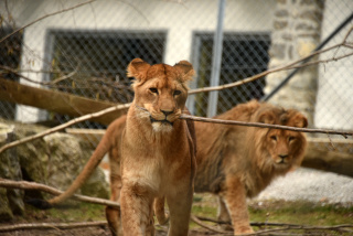 Les animaux du Zoo vous attendent. Servion, mars 2021. Reportage de Dany Schaer, journaliste photographe