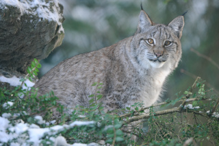 Les animaux du Zoo vous attendent. Servion, mars 2021. Reportage de Dany Schaer, journaliste photographe
