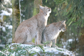 Les animaux du Zoo vous attendent. Servion, mars 2021. Reportage de Dany Schaer, journaliste photographe