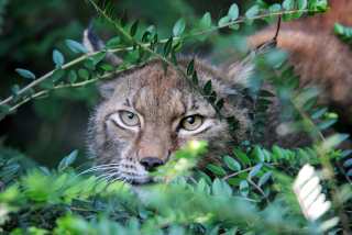 Trois bbs lynx au zoo de Servion - Paru dans l'Echo du Gros-de-Vaud le 23 juin 2022 - Reportage de Dany Schaer, journaliste photographe