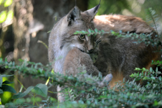 Trois bbs lynx au zoo de Servion - Paru dans l'Echo du Gros-de-Vaud le 23 juin 2022 - Reportage de Dany Schaer, journaliste photographe