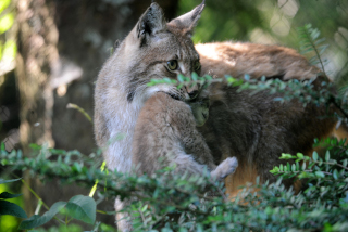 Trois bbs lynx au zoo de Servion - Paru dans l'Echo du Gros-de-Vaud le 23 juin 2022 - Reportage de Dany Schaer, journaliste photographe