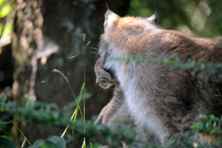 Trois bbs lynx au zoo de Servion - Paru dans l'Echo du Gros-de-Vaud le 23 juin 2022 - Reportage de Dany Schaer, journaliste photographe