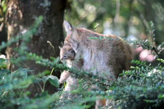 Trois bbs lynx au zoo de Servion - Paru dans l'Echo du Gros-de-Vaud le 23 juin 2022 - Reportage de Dany Schaer, journaliste photographe