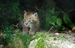 Trois bbs lynx au zoo de Servion - Paru dans l'Echo du Gros-de-Vaud le 23 juin 2022 - Reportage de Dany Schaer, journaliste photographe