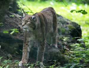 Trois bbs lynx au zoo de Servion - Paru dans l'Echo du Gros-de-Vaud le 23 juin 2022 - Reportage de Dany Schaer, journaliste photographe
