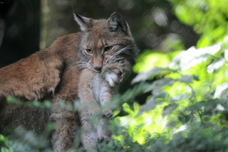 Trois bbs lynx au zoo de Servion - Paru dans l'Echo du Gros-de-Vaud le 23 juin 2022 - Reportage de Dany Schaer, journaliste photographe