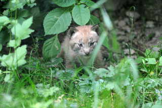 Trois bbs lynx au zoo de Servion - Paru dans l'Echo du Gros-de-Vaud le 23 juin 2022 - Reportage de Dany Schaer, journaliste photographe
