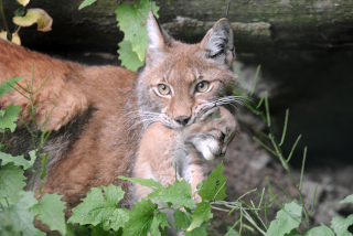Trois bbs lynx au zoo de Servion - Paru dans l'Echo du Gros-de-Vaud le 23 juin 2022 - Reportage de Dany Schaer, journaliste photographe