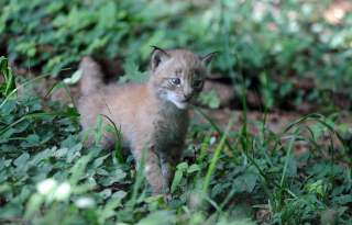 Trois bbs lynx au zoo de Servion - Paru dans l'Echo du Gros-de-Vaud le 23 juin 2022 - Reportage de Dany Schaer, journaliste photographe