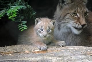 Trois bbs lynx au zoo de Servion - Paru dans l'Echo du Gros-de-Vaud le 23 juin 2022 - Reportage de Dany Schaer, journaliste photographe