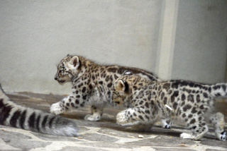 Deux jeunes panthres des neiges au zoo de Servion. Reportage de Dany Schaer, journaliste photographe, 21 juillet 2022