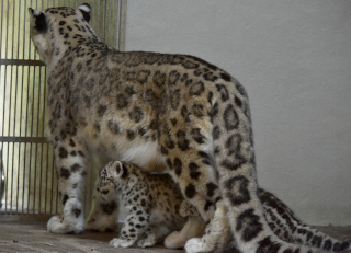 Deux jeunes panthres des neiges au zoo de Servion. Reportage de Dany Schaer, journaliste photographe, 21 juillet 2022
