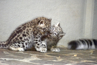Deux jeunes panthres des neiges au zoo de Servion. Reportage de Dany Schaer, journaliste photographe, 21 juillet 2022