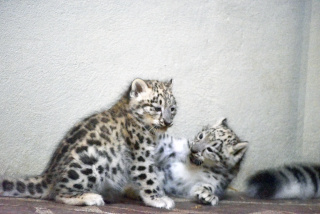 Deux jeunes panthres des neiges au zoo de Servion. Reportage de Dany Schaer, journaliste photographe, 21 juillet 2022