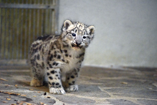 Deux jeunes panthres des neiges au zoo de Servion. Reportage de Dany Schaer, journaliste photographe, 21 juillet 2022