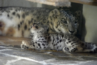 Deux jeunes panthres des neiges au zoo de Servion. Reportage de Dany Schaer, journaliste photographe, 21 juillet 2022