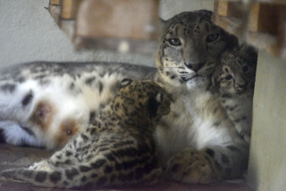 Deux jeunes panthres des neiges au zoo de Servion. Reportage de Dany Schaer, journaliste photographe, 21 juillet 2022