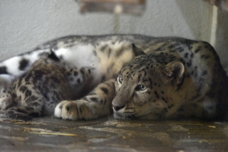 Deux jeunes panthres des neiges au zoo de Servion. Reportage de Dany Schaer, journaliste photographe, 21 juillet 2022