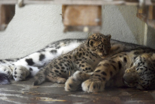 Deux jeunes panthres des neiges au zoo de Servion. Reportage de Dany Schaer, journaliste photographe, 21 juillet 2022