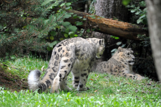 Deux jeunes panthres des neiges au zoo de Servion. Reportage de Dany Schaer, journaliste photographe, 21 juillet 2022