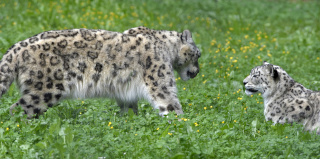 Deux jeunes panthres des neiges au zoo de Servion. Reportage de Dany Schaer, journaliste photographe, 21 juillet 2022