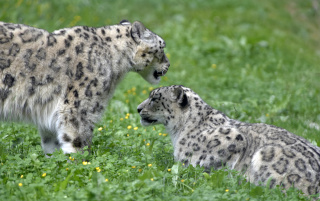 Deux jeunes panthres des neiges au zoo de Servion. Reportage de Dany Schaer, journaliste photographe, 21 juillet 2022