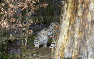 Deux jeunes panthres des neiges au zoo de Servion. Reportage de Dany Schaer, journaliste photographe, 21 juillet 2022