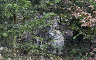 Deux jeunes panthres des neiges au zoo de Servion. Reportage de Dany Schaer, journaliste photographe, 21 juillet 2022