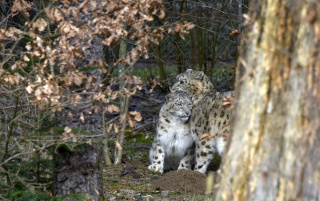 Deux jeunes panthres des neiges au zoo de Servion. Reportage de Dany Schaer, journaliste photographe, 21 juillet 2022