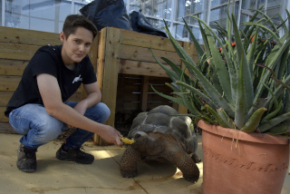 Tortues gantes des Seychelles: Brigitte et Ralphi dcouvrent leur nouvel environnement. Chavornay, avril 2022. Reportage de Dany Schaer, journaliste photographe