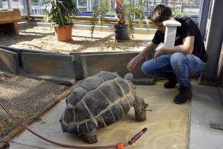 Tortues gantes des Seychelles: Brigitte et Ralphi dcouvrent leur nouvel environnement. Chavornay, avril 2022. Reportage de Dany Schaer, journaliste photographe