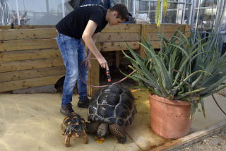 Tortues gantes des Seychelles: Brigitte et Ralphi dcouvrent leur nouvel environnement. Chavornay, avril 2022. Reportage de Dany Schaer, journaliste photographe