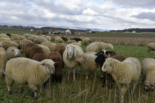 La transhumance hivernale, une tradition bien vivante. De Goumoens  Echallens, Nicola Toscano, berger. 28 janvier 2024 - Reportage de Dany Schaer, journaliste photographe